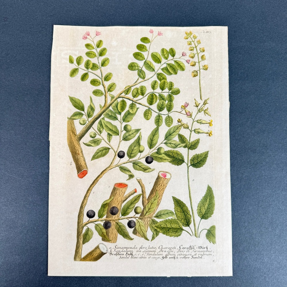 Original c.1737 Weinmann Hand Colored Botanical Engraving Plate 883